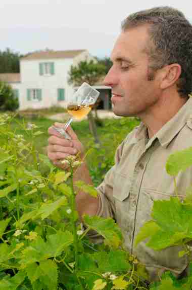 Pineau des Charentes SCEA Favre & Fils, à St-Pierre d'Oléron (Charente Maritime) Pascal Favre apprécie un verre de pineau dans ses vignes