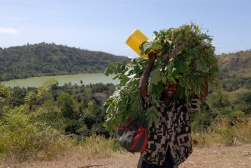 MAYOTTE Petite Terre Cratère Dziani Garçons portant des feuilles pour nourrir le bétail