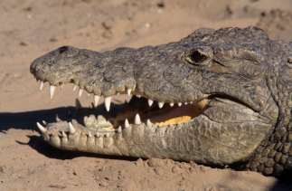 AFRIQUE du SUD Kwazulu Natal Crocodile à Dumazulu