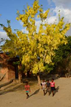 MADAGASCAR Acacia en fleurs vers l'Iharana Bush camp