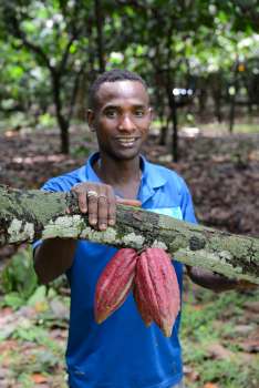 MADAGASCAR Ambanja, à la plantation Millot Cabosses de cacao Trinitario, avec le guide Axel